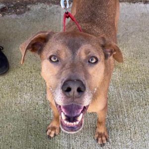 Blaze 9762, Adult Male Chesapeake Bay Retriever