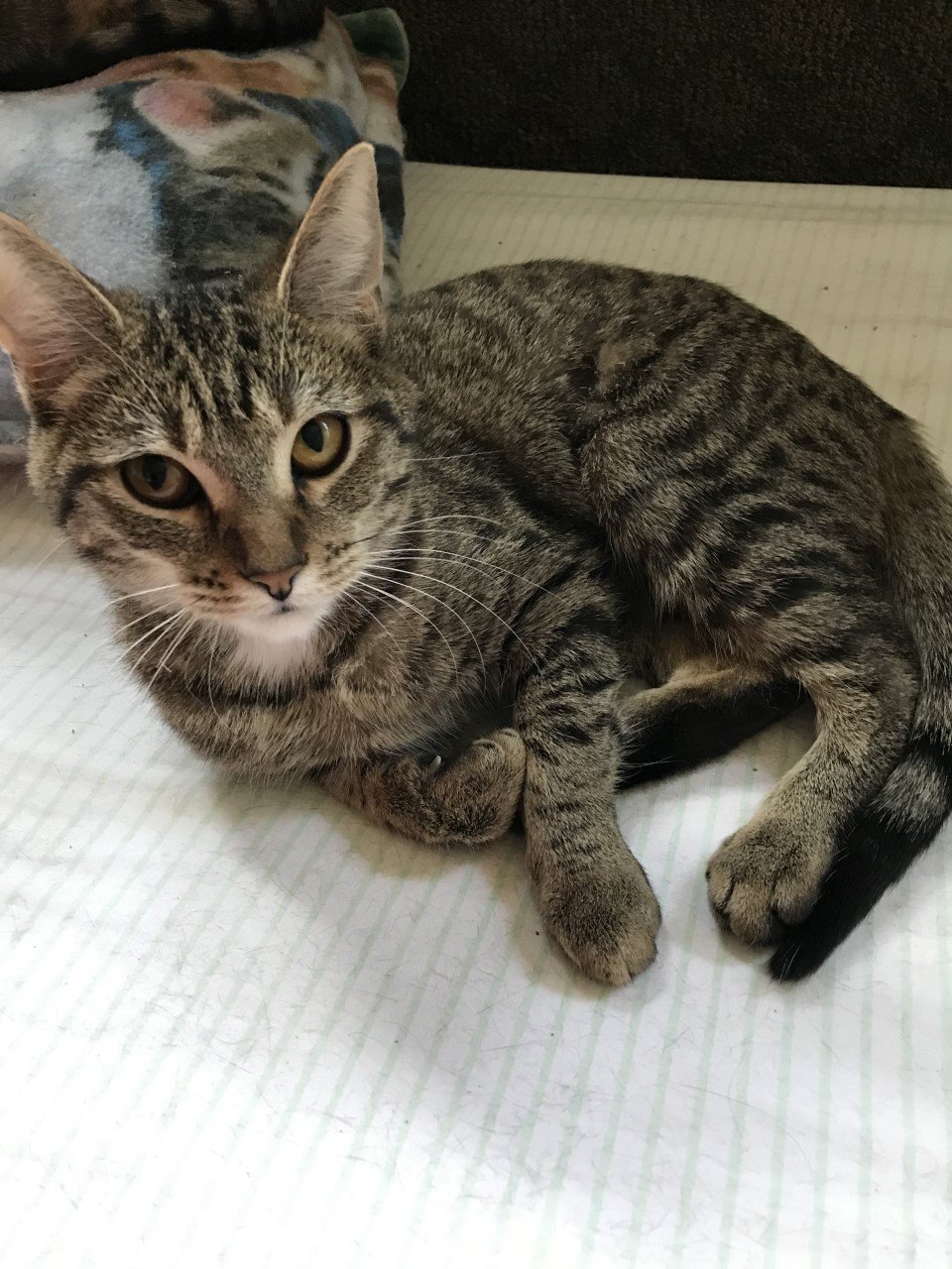 Teena, an adoptable Domestic Short Hair in Sistersville, WV, 26175 | Photo Image 1