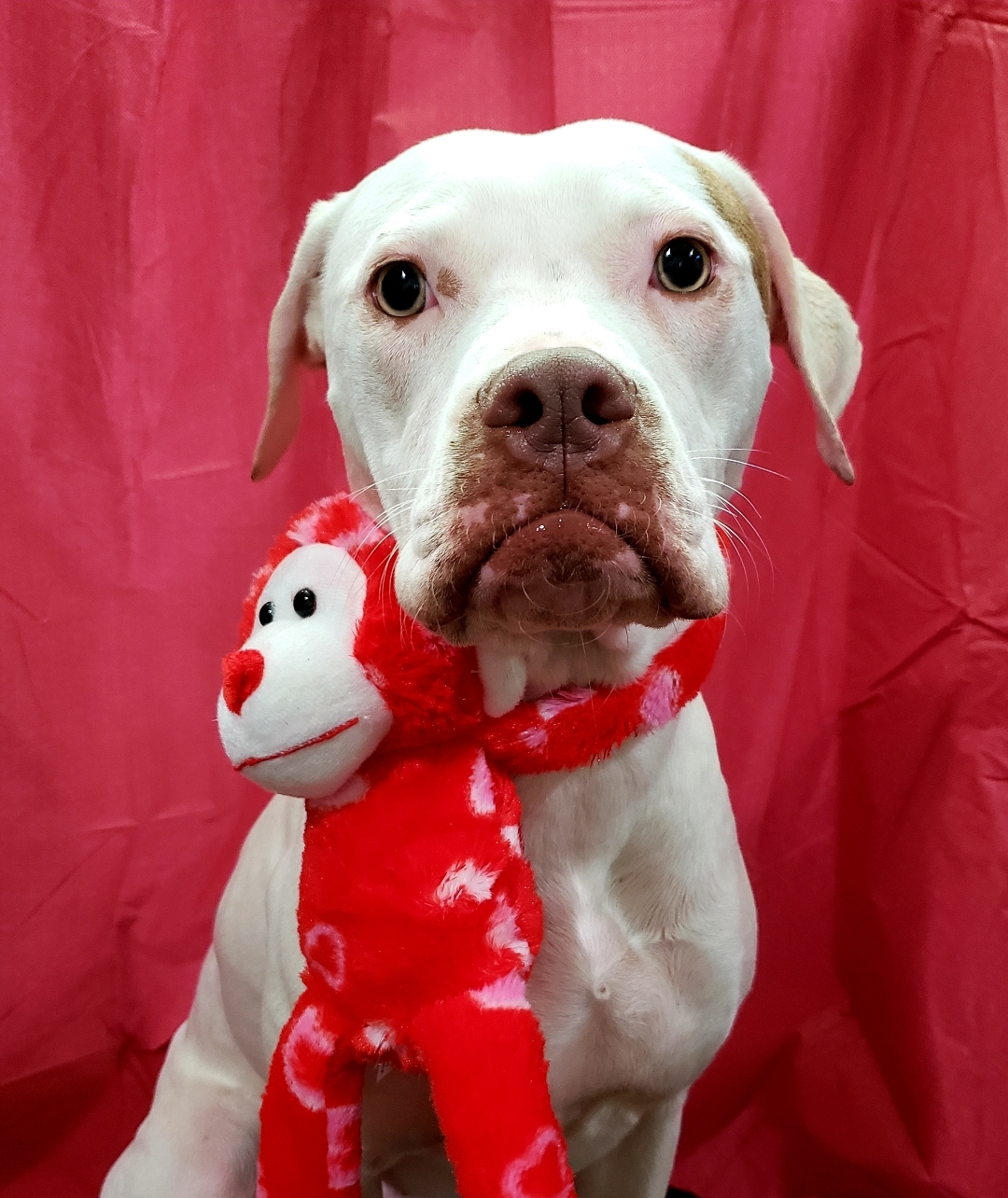 Dot, an adoptable Staffordshire Bull Terrier, Boxer in Houston, TX, 77095 | Photo Image 5