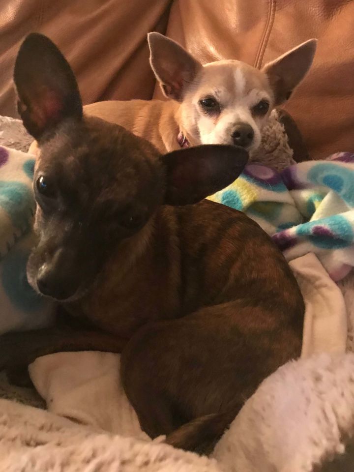 Dog for adoption - Klaus, a Chihuahua Mix in Phoenix, AZ | Petfinder