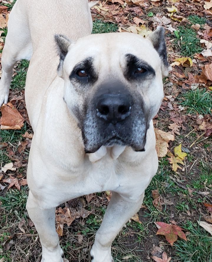Dog For Adoption Sunny A Cane Corso Mastiff Mix In