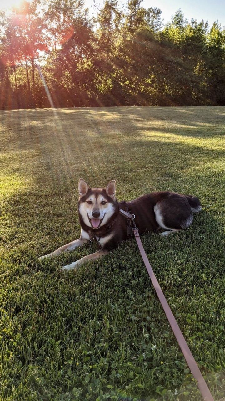 Dog For Adoption Coco A Shiba Inu In Rochester Ny