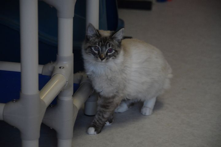 Cat For Adoption Loomis A Domestic Long Hair Siamese Mix In