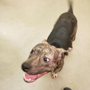 Pets For Adoption Near City Of Lynchburg Va Petfinder