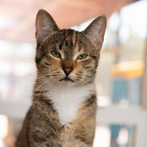 Cat For Adoption Persia A Domestic Short Hair In Kanab Ut