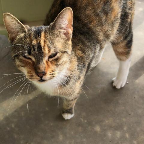 Cat For Adoption Persia A Domestic Short Hair In Kanab Ut