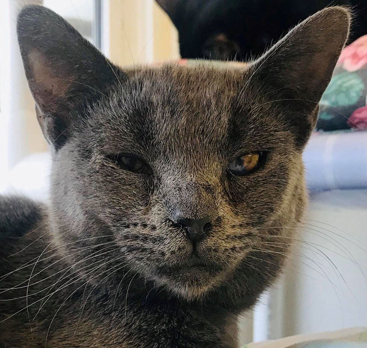 Zombie, an adoptable Domestic Short Hair in Portsmouth, OH, 45662 | Photo Image 1