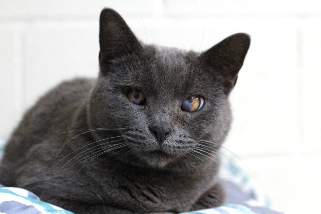 Zombie, an adoptable Domestic Short Hair in Portsmouth, OH, 45662 | Photo Image 1