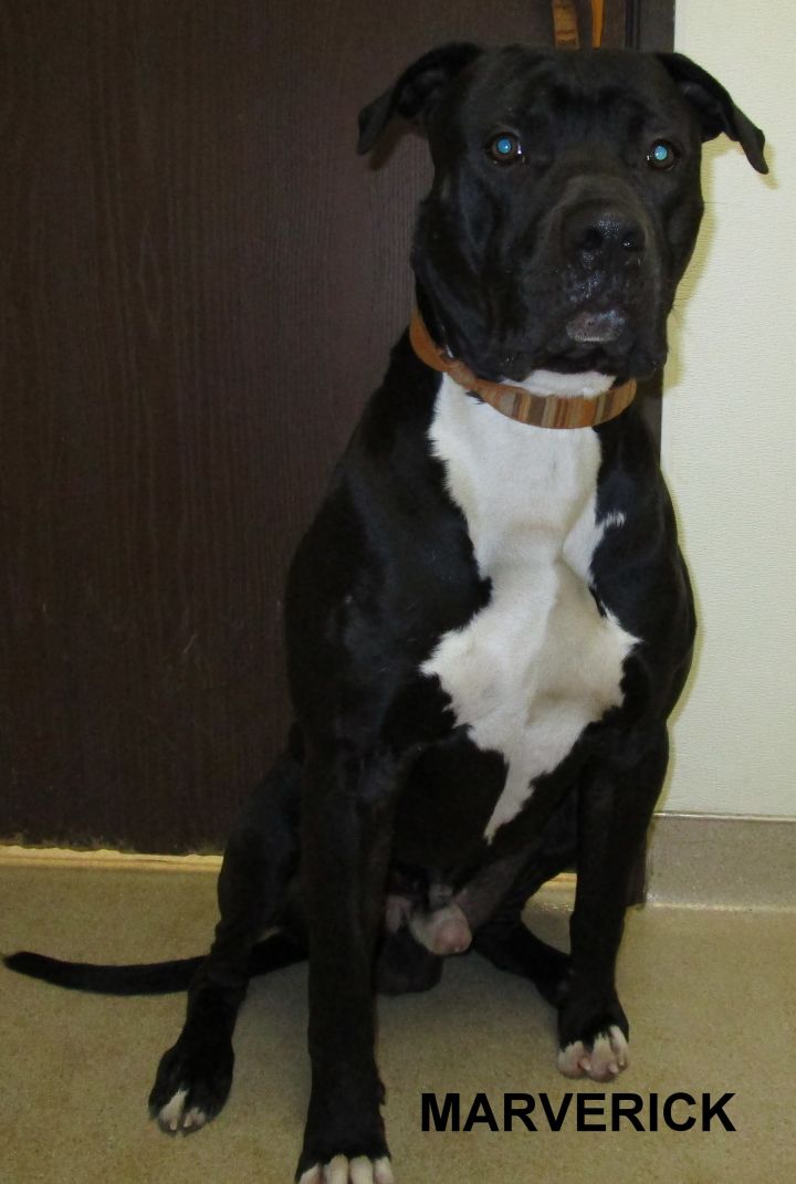 Dog For Adoption Marverick A Cane Corso In Miller Beach