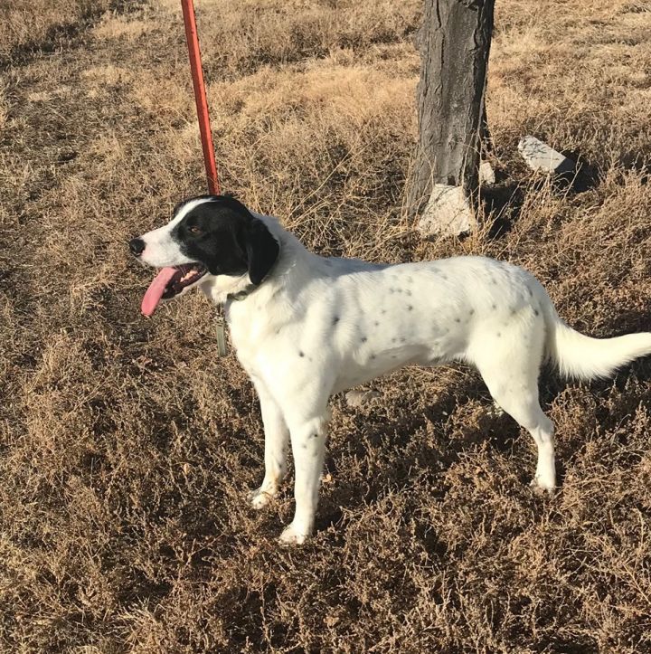 Dog For Adoption Keno A German Shorthaired Pointer Husky Mix