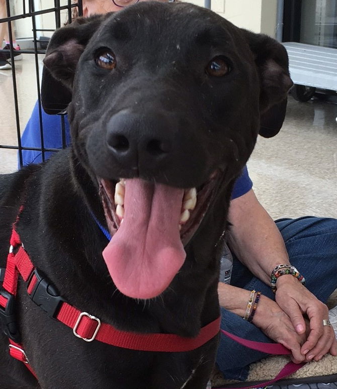 Vicky, an adoptable Labrador Retriever, Mastiff in Gun Barrel City, TX, 75147 | Photo Image 1