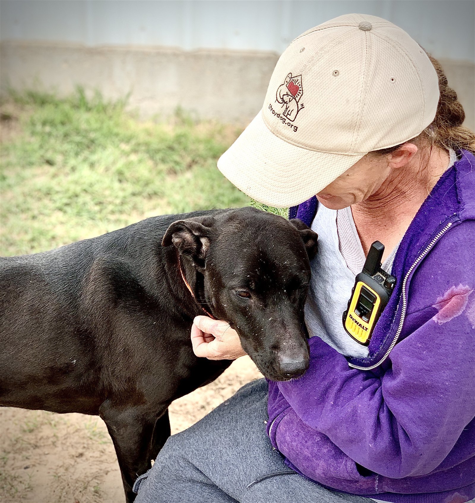 Vicky, an adoptable Labrador Retriever, Mastiff in Gun Barrel City, TX, 75147 | Photo Image 3