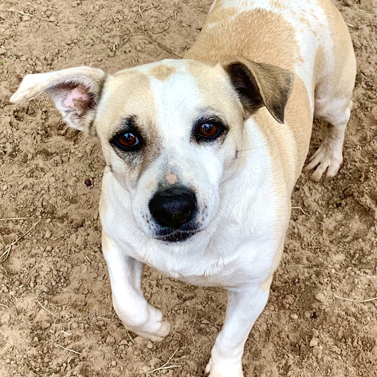 Sugar, an adoptable Rat Terrier in Gun Barrel City, TX, 75147 | Photo Image 1