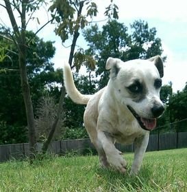 Sugar, an adoptable Rat Terrier in Gun Barrel City, TX, 75147 | Photo Image 2