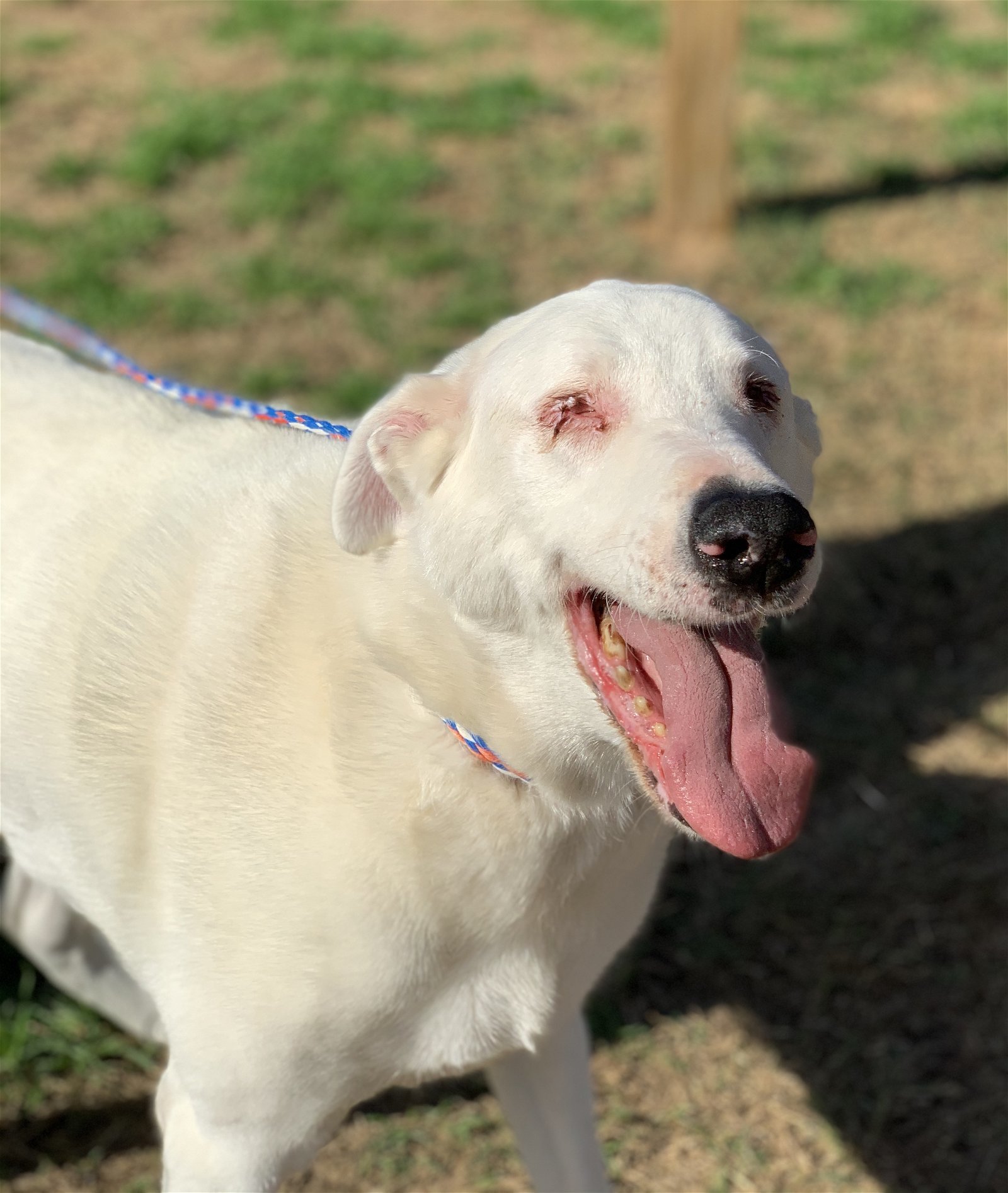 Colt, an adoptable Labrador Retriever in Gun Barrel City, TX, 75147 | Photo Image 1