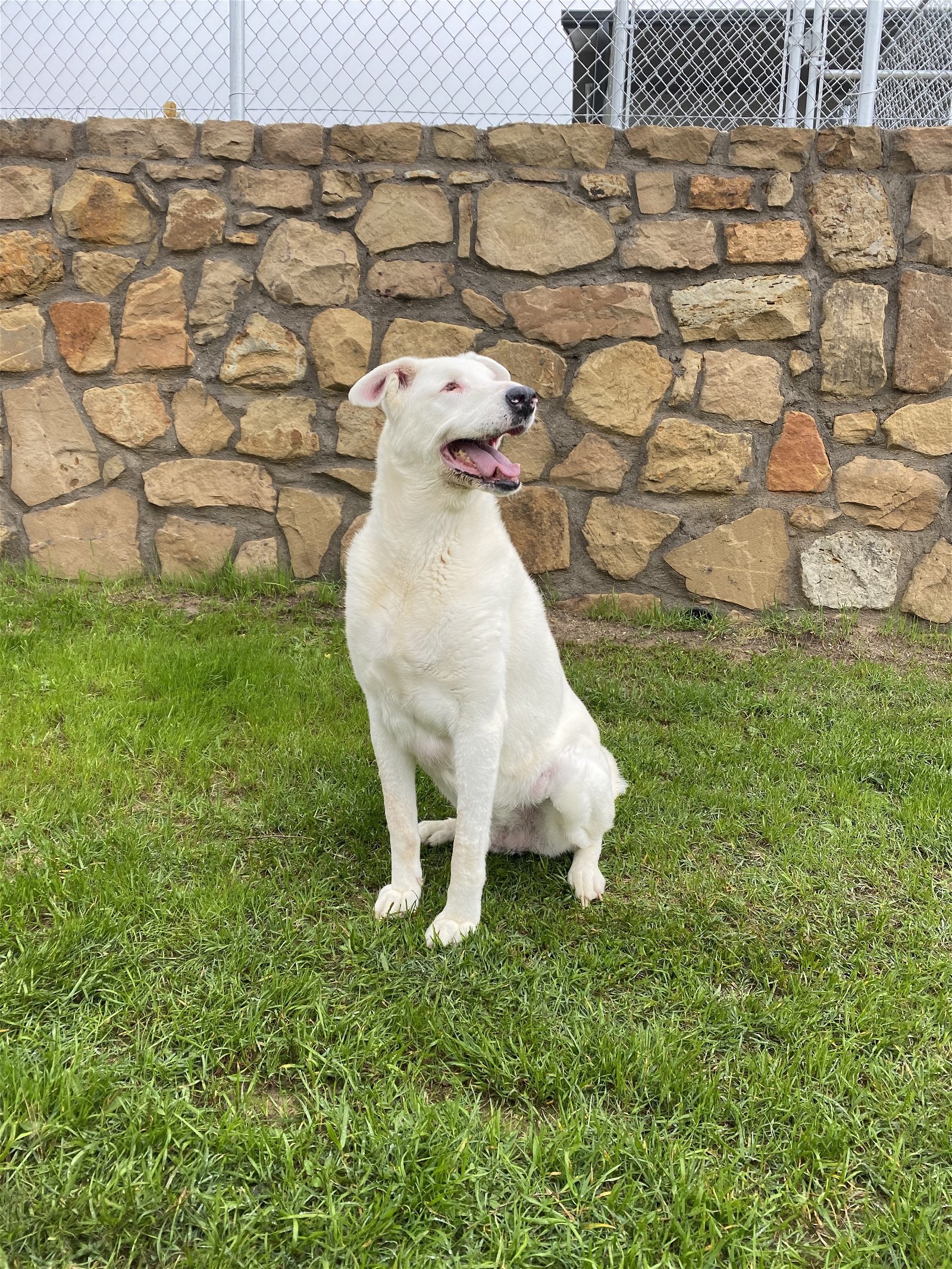 Colt, an adoptable Labrador Retriever in Gun Barrel City, TX, 75147 | Photo Image 2