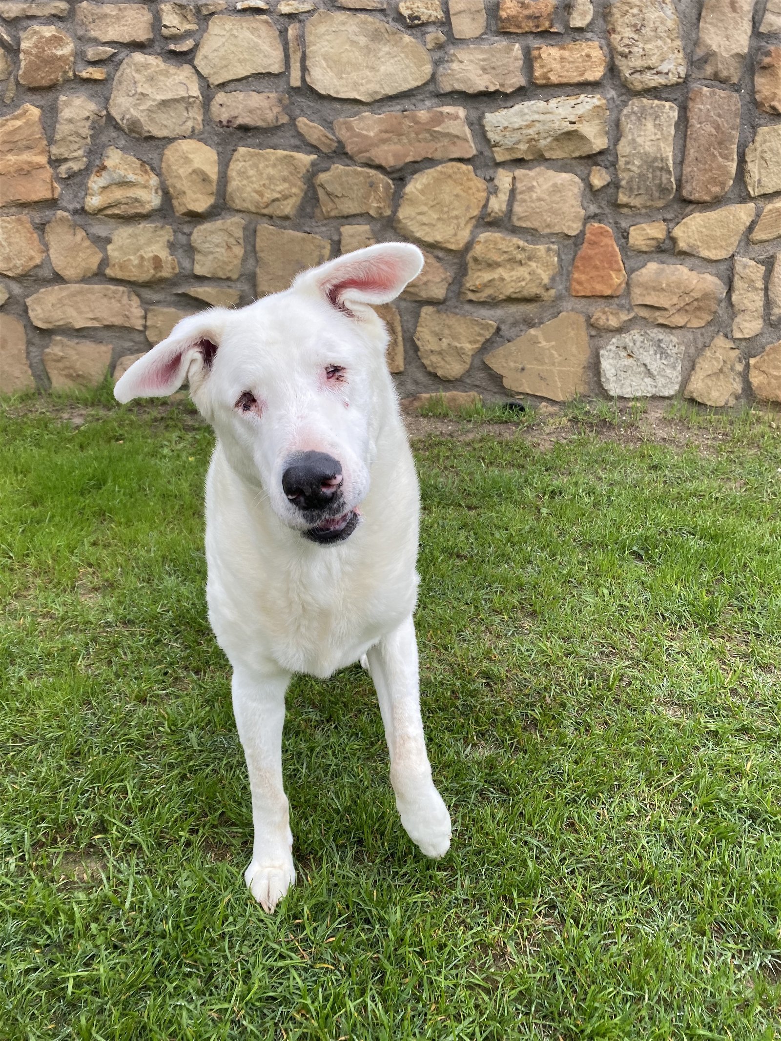 Colt, an adoptable Labrador Retriever in Gun Barrel City, TX, 75147 | Photo Image 3