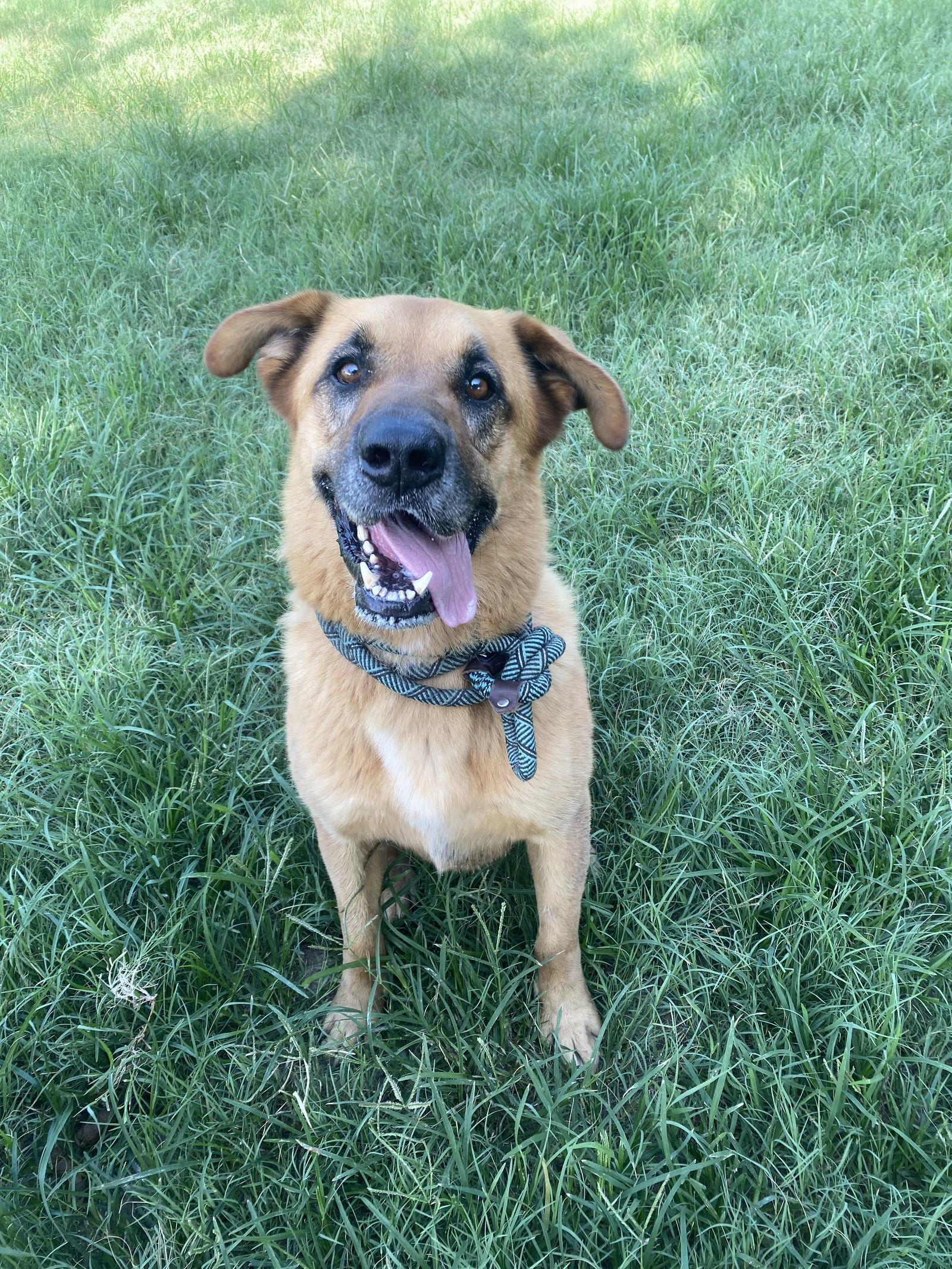 Rocky, an adoptable Shepherd in Gun Barrel City, TX, 75147 | Photo Image 1