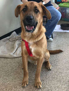 Rocky, an adoptable Shepherd in Gun Barrel City, TX, 75147 | Photo Image 2