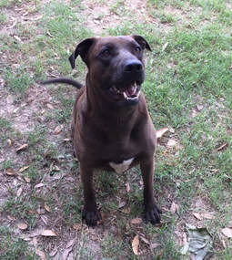 Gwen, an adoptable Shepherd, Mastiff in Gun Barrel City, TX, 75147 | Photo Image 1