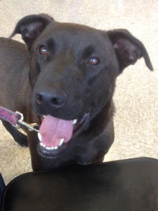 Raphael, an adoptable Shepherd, Mastiff in Gun Barrel City, TX, 75147 | Photo Image 1