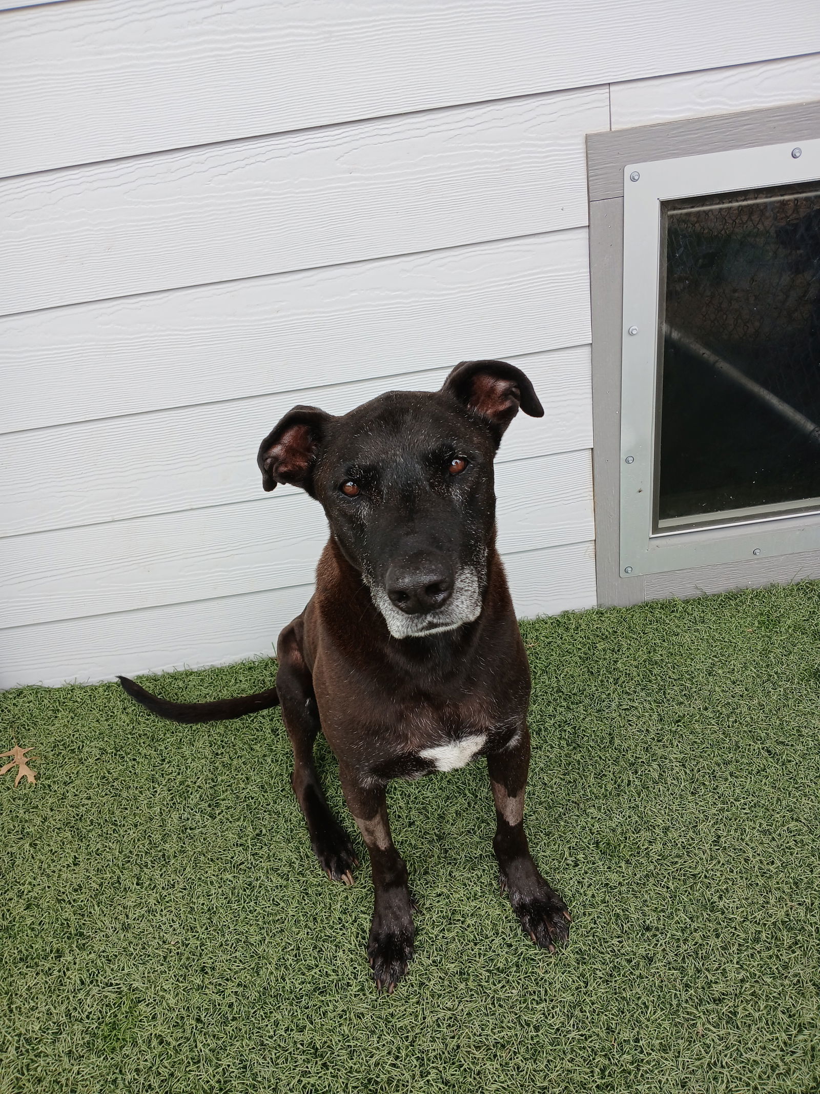 Donatello, an adoptable Shepherd, Labrador Retriever in Gun Barrel City, TX, 75147 | Photo Image 1