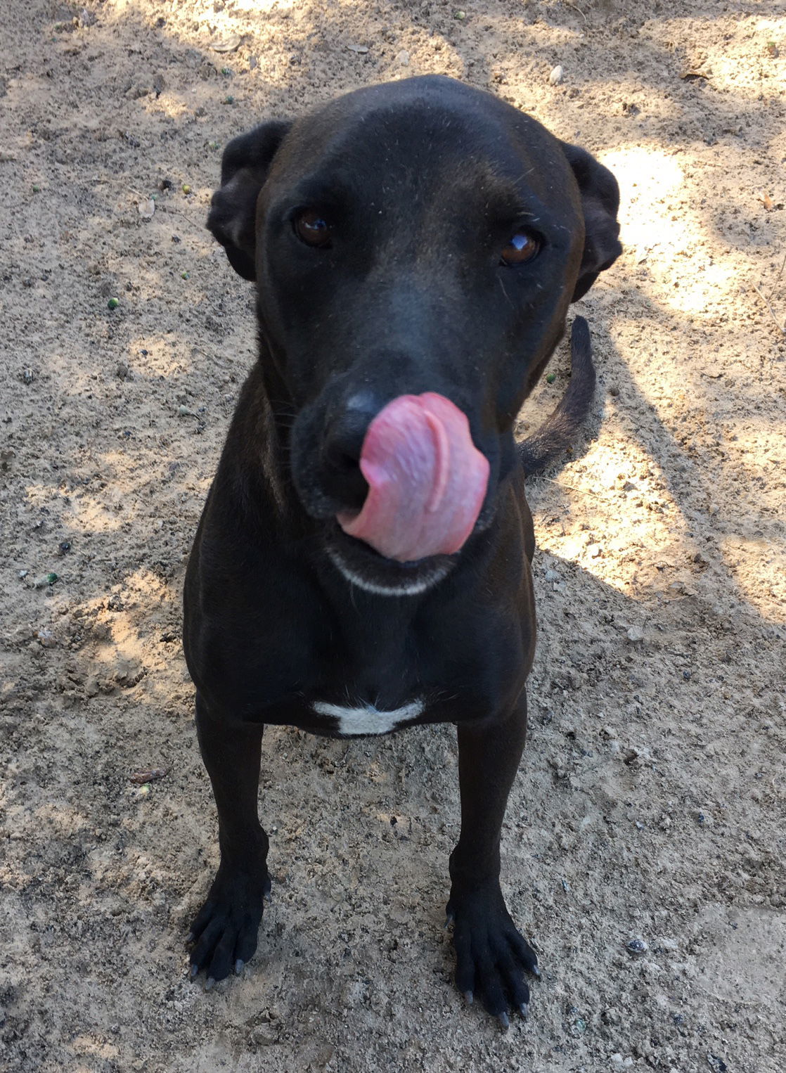 Donatello, an adoptable Shepherd, Mastiff in Gun Barrel City, TX, 75147 | Photo Image 2