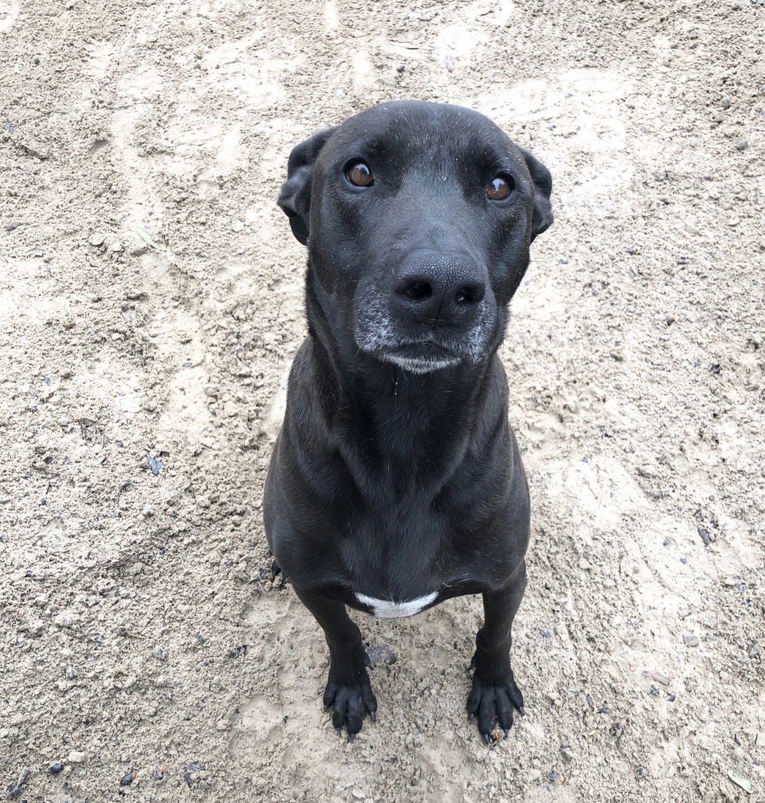 Donatello, an adoptable Shepherd, Labrador Retriever in Gun Barrel City, TX, 75147 | Photo Image 3