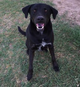 Louis, an adoptable Labrador Retriever, Catahoula Leopard Dog in Gun Barrel City, TX, 75147 | Photo Image 1