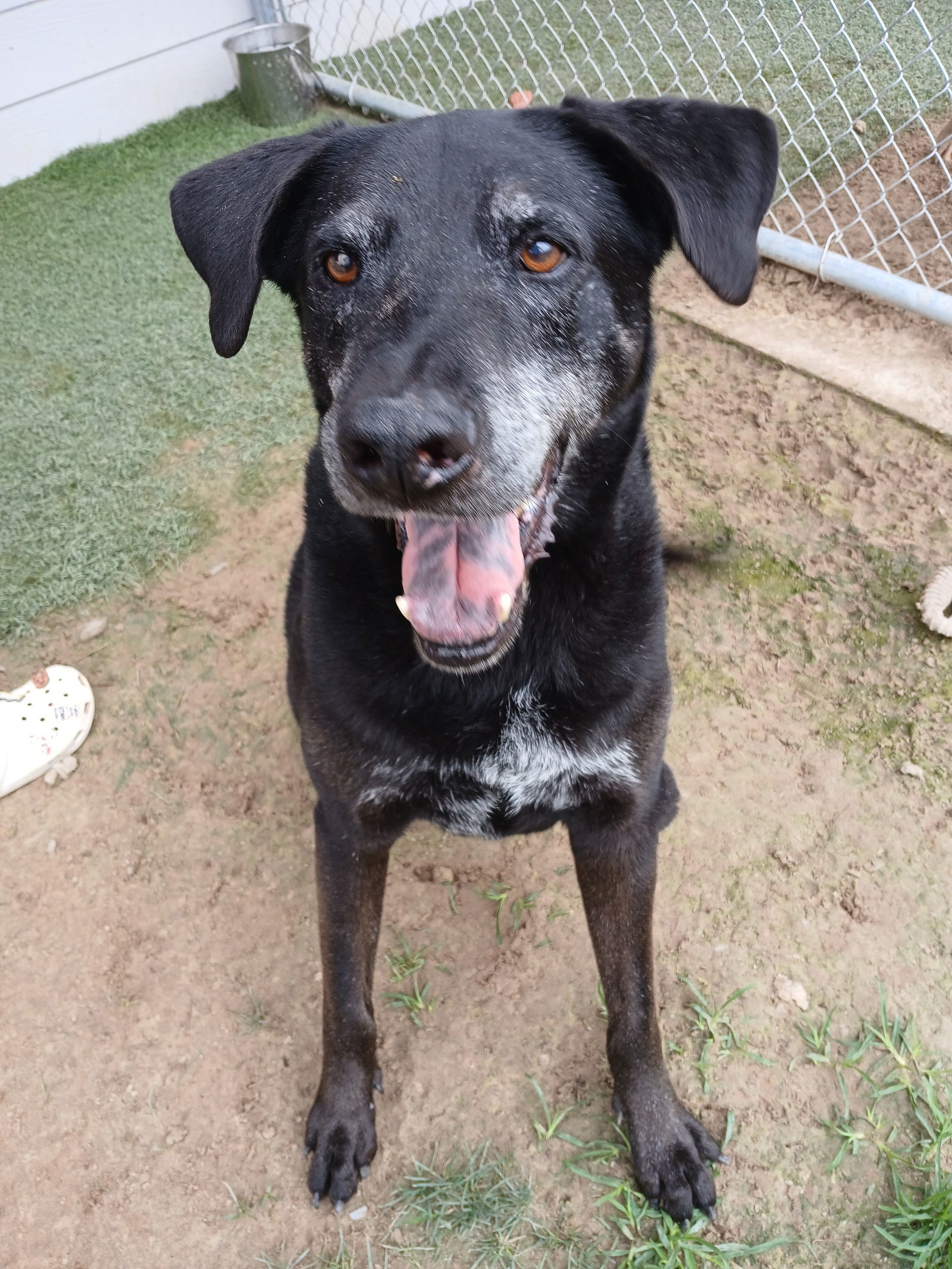 Louis, an adoptable Labrador Retriever, Catahoula Leopard Dog in Gun Barrel City, TX, 75147 | Photo Image 1