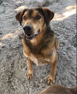 Rowdy, an adoptable Catahoula Leopard Dog in Gun Barrel City, TX, 75147 | Photo Image 1