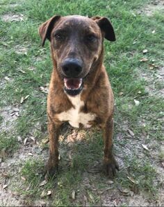 Willow, an adoptable Catahoula Leopard Dog in Gun Barrel City, TX, 75147 | Photo Image 1