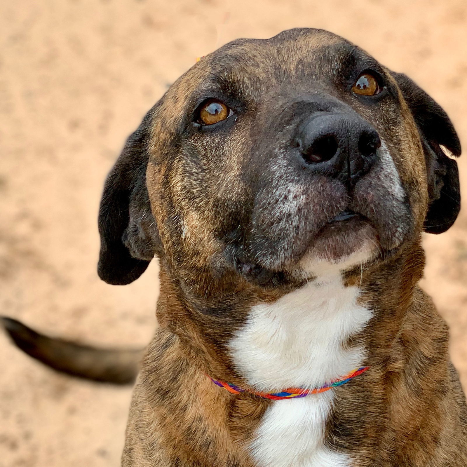 Cooper, an adoptable Boxer in Gun Barrel City, TX, 75147 | Photo Image 1