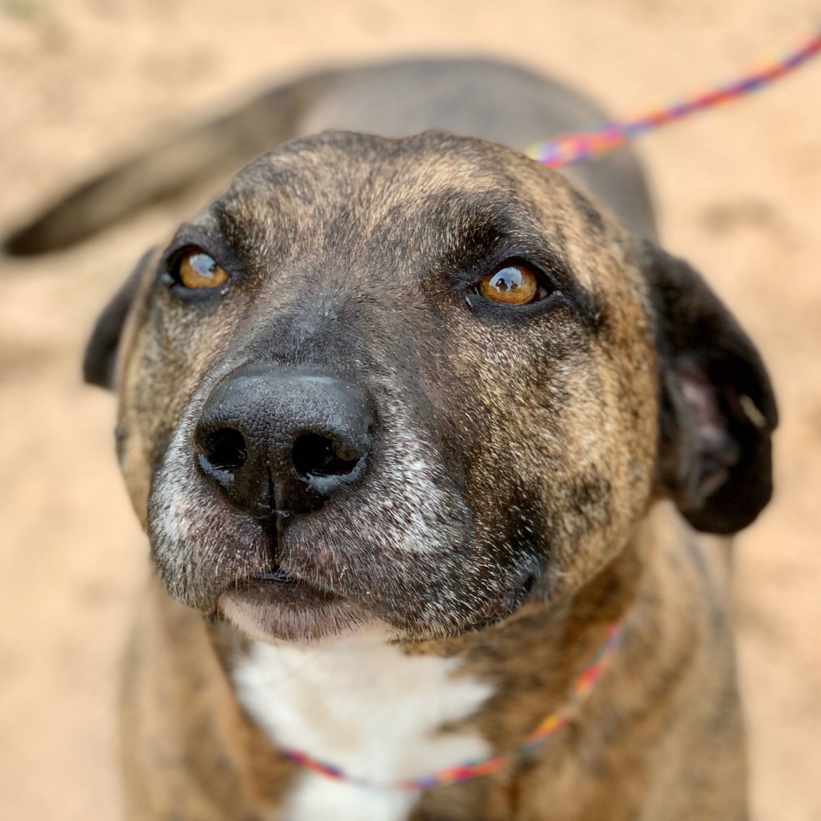 Cooper, an adoptable Boxer in Gun Barrel City, TX, 75147 | Photo Image 2