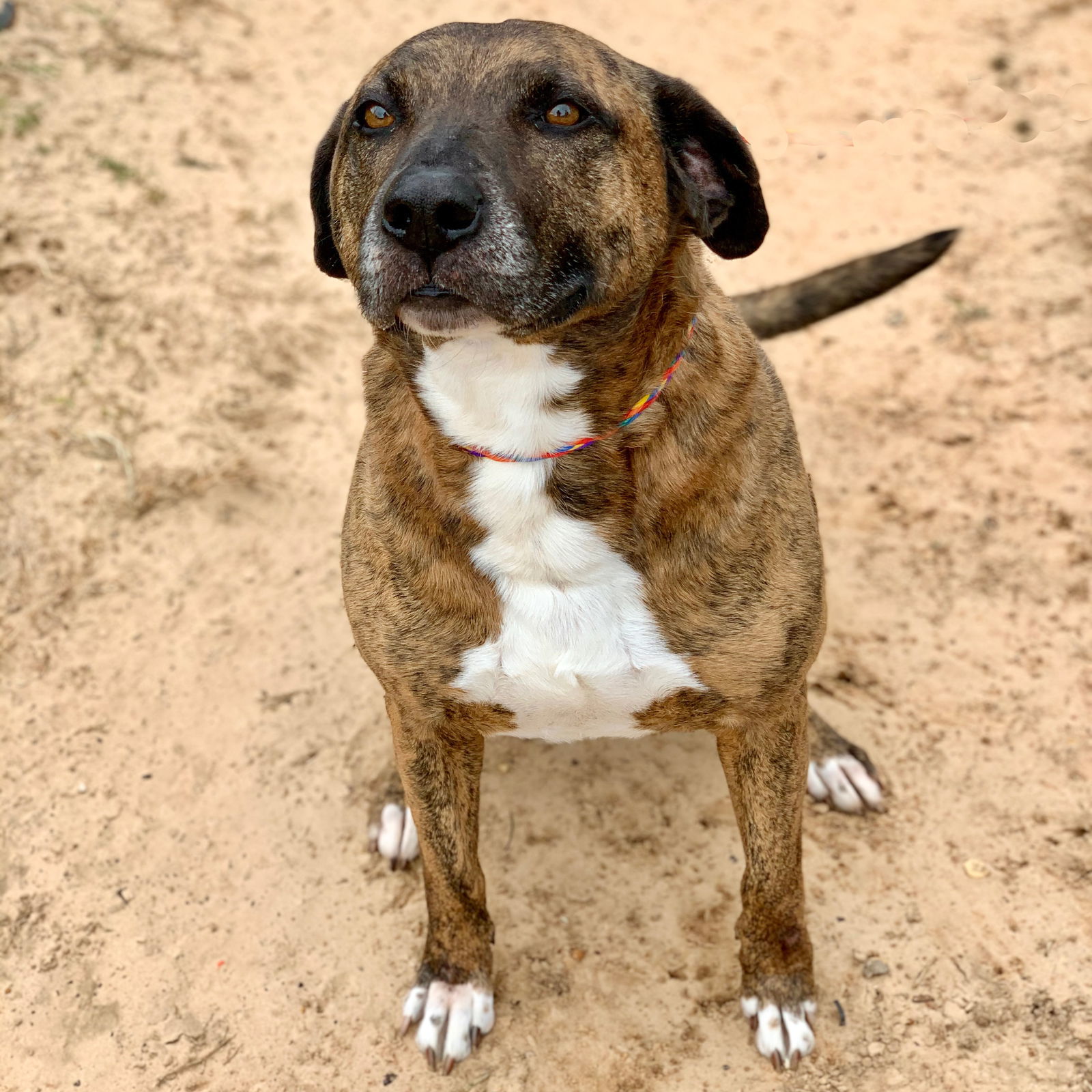 Cooper, an adoptable Boxer in Gun Barrel City, TX, 75147 | Photo Image 3