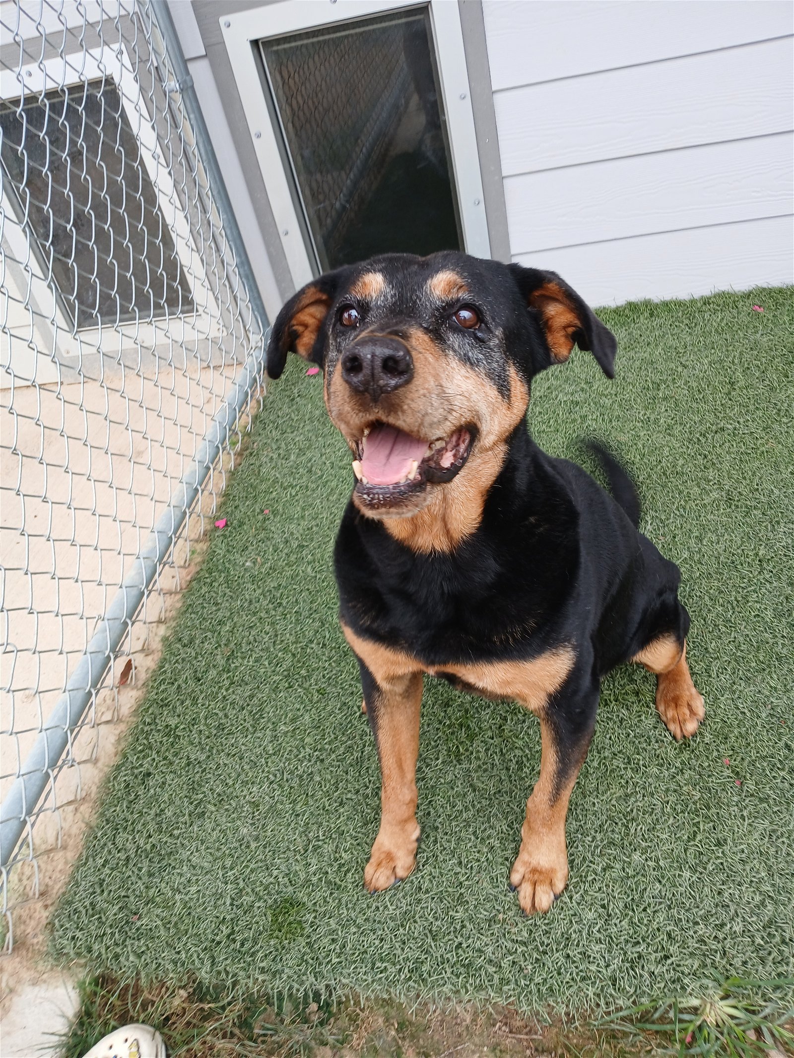 Stella, an adoptable Rottweiler in Gun Barrel City, TX, 75147 | Photo Image 1