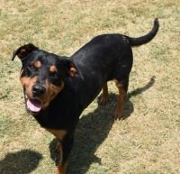 Stella, an adoptable Rottweiler in Gun Barrel City, TX, 75147 | Photo Image 2