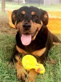 Stella, an adoptable Rottweiler in Gun Barrel City, TX, 75147 | Photo Image 2