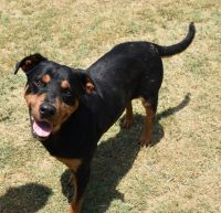 Stella, an adoptable Rottweiler in Gun Barrel City, TX, 75147 | Photo Image 3