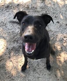 MJ, an adoptable Shepherd, Labrador Retriever in Gun Barrel City, TX, 75147 | Photo Image 1