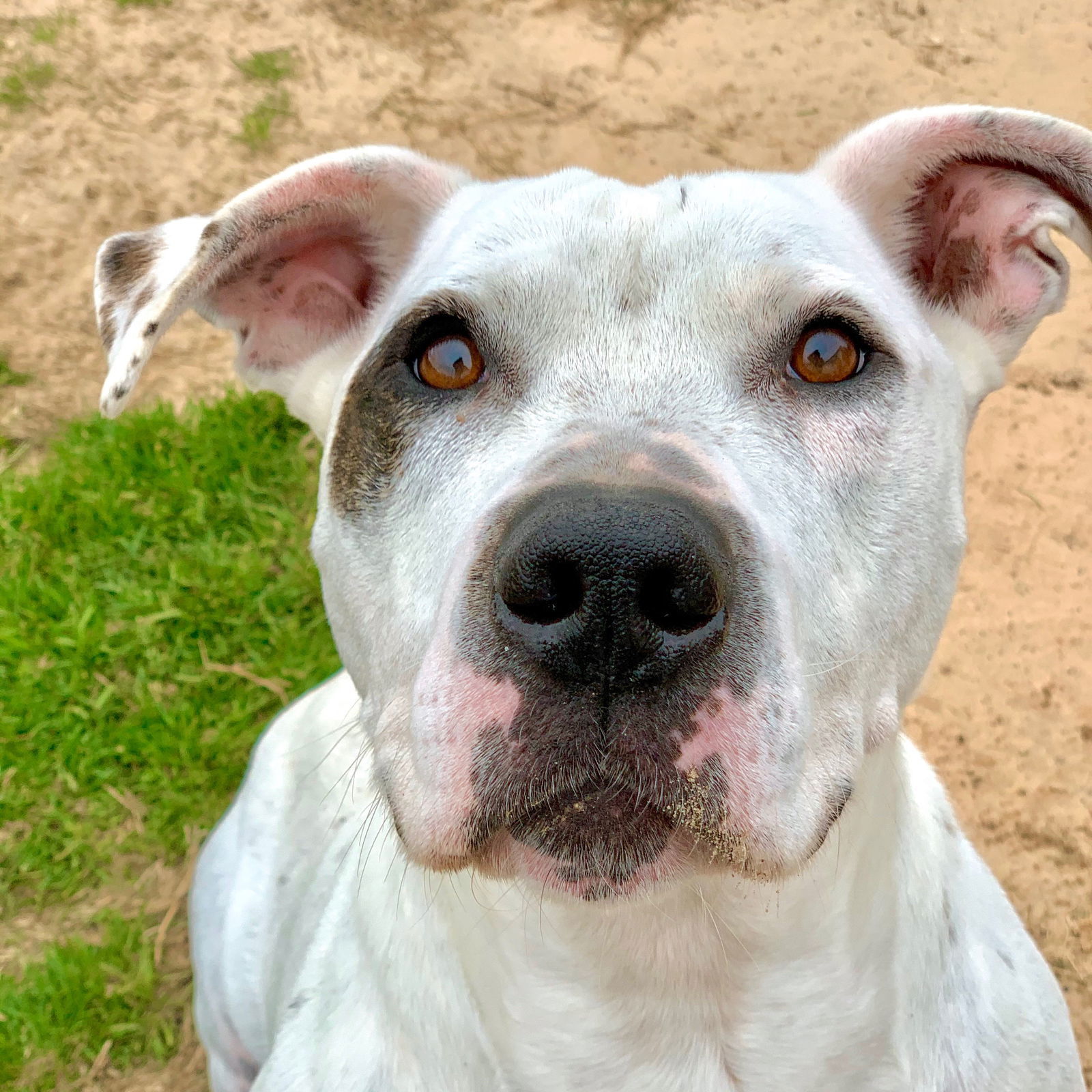 Ralph, an adoptable Pit Bull Terrier in Gun Barrel City, TX, 75147 | Photo Image 1