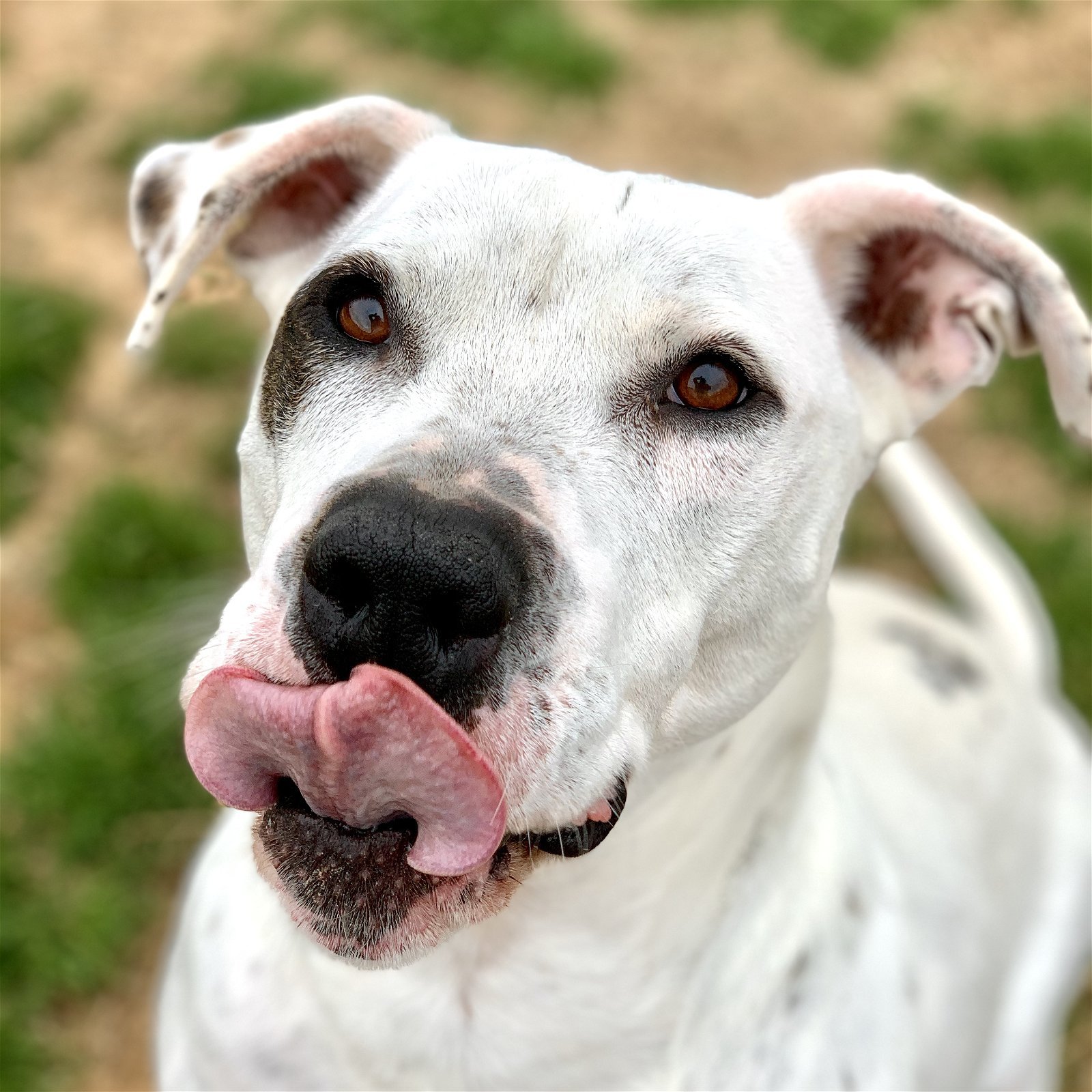 Ralph, an adoptable Pit Bull Terrier in Gun Barrel City, TX, 75147 | Photo Image 2