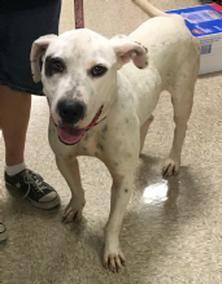 Ralph, an adoptable Pit Bull Terrier in Gun Barrel City, TX, 75147 | Photo Image 3