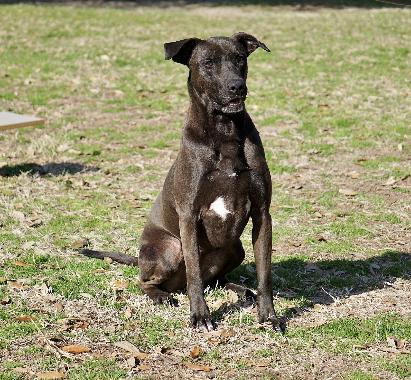 Selena, an adoptable Shepherd, Mastiff in Gun Barrel City, TX, 75147 | Photo Image 1