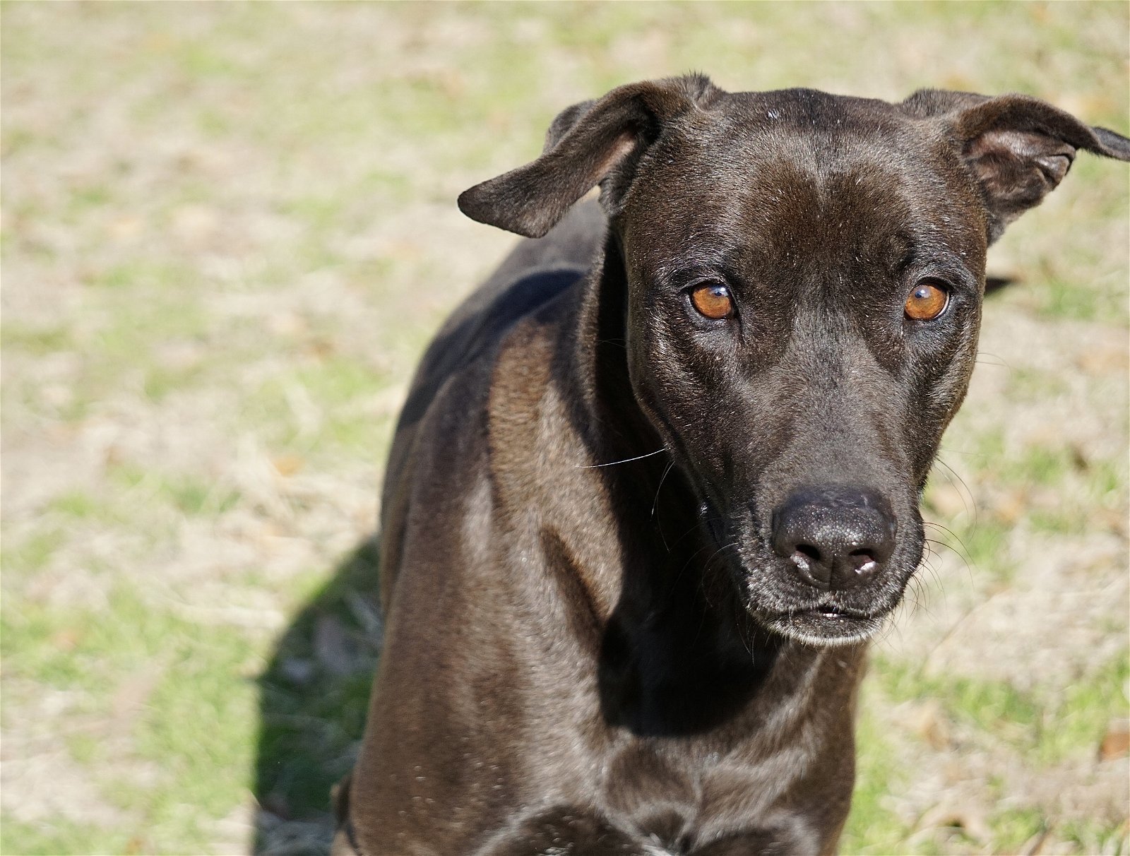 Selena, an adoptable Shepherd, Mastiff in Gun Barrel City, TX, 75147 | Photo Image 2