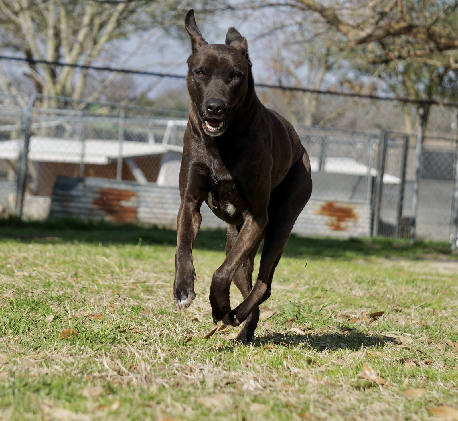 Selena, an adoptable Shepherd, Mastiff in Gun Barrel City, TX, 75147 | Photo Image 3