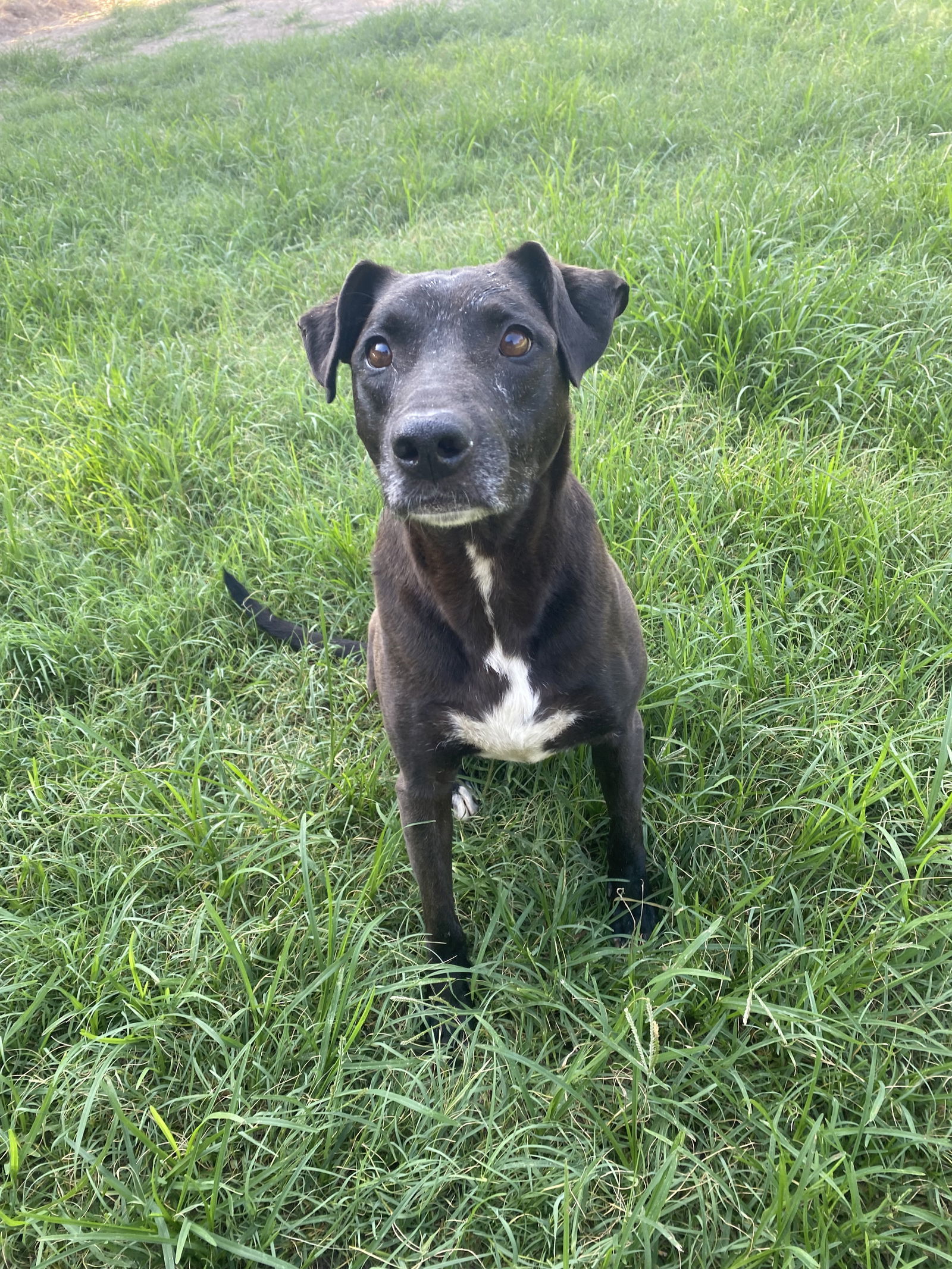 Barbie, an adoptable Labrador Retriever, Mastiff in Gun Barrel City, TX, 75147 | Photo Image 1