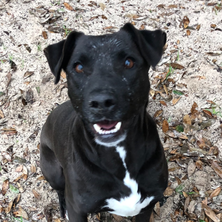 Barbie, an adoptable Labrador Retriever, Mastiff in Gun Barrel City, TX, 75147 | Photo Image 2