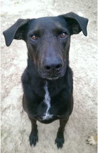 Naomi, an adoptable Labrador Retriever, Catahoula Leopard Dog in Gun Barrel City, TX, 75147 | Photo Image 1