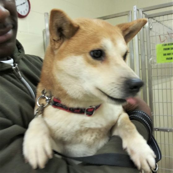 Dog For Adoption Tucker A Shiba Inu In Elyria Oh Petfinder